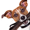 jack russell with lead in mouth